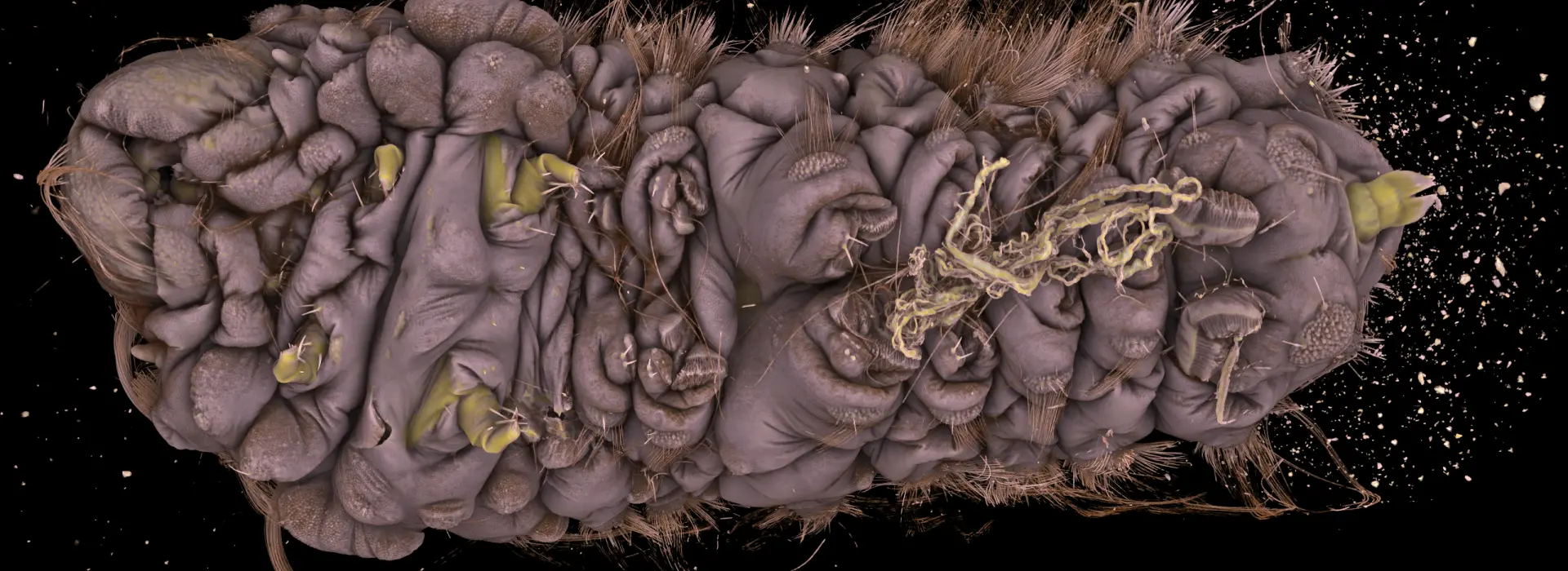 caterpillar renderered using Drishti